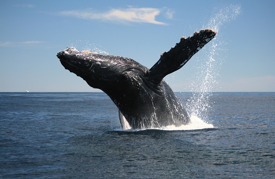 Explore the Wonders of Nantucket Wildlife With Affordable Rentals